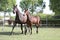 Warmblood chestnut mare and filly enjoy green grass together at equestrian centre summertime