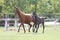 Warmblood chestnut mare and filly enjoy green grass together at equestrian centre summertime