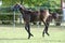 Warmblood chestnut mare and filly enjoy green grass together at equestrian centre summertime