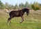 The warmblood foal cheerfully jumps on a meadow