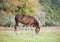 The warmblood foal grazing on a meadow