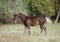 The warmblood foal on a meadow