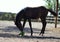 Warmblood foal plays with a ball