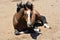 Warmblood foal resting