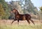 The warmblood foal runs on a meadow