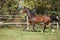 Warmblood horse running on pasturage