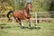 Warmblood horse running on pasturage