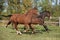 Warmblood horses running on pasturage