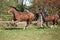 Warmblood horses running on pasturage