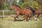 Warmblood horses running on pasturage