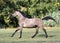 A warmblood mare  gallops across the field