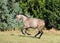 A warmblood mare  gallops across the field