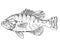 Warmouth  molly redeye or Lepomis gulosus Freshwater Fish Cartoon Drawing