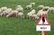 Warning sign Wolf flock of sheep