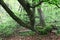 Warped beech trunks covered with a moss