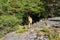 Warren hound walking among rocks