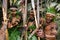 Warriors tribe Yaffi in war paint with bows and arrows in the cave. New Guinea Island