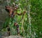 Warriors tribe Yaffi in war paint with bows and arrows in the cave. New Guinea Island