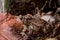 Wart covered Eastern American Toad, anaxyrus americanus, low perspective left side portrait on dry leaves