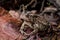 Wart covered Eastern American Toad low perspective left side from front portrait