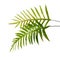 Wart fern leaf, Ornamental foliage, Fern isolated on white background, with clipping path