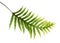 Wart fern leaf, Ornamental foliage, Fern isolated on white background, with clipping path