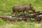 Wart hog in the brush