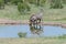 Wart hog drinking at a water hole