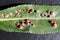 Wart-Like Willow leaf gall mite Aculops tetanothrix on leaf of Salix specimen