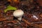A warted puffball, Lycoperdon perlatum