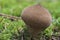 The Warted Puffball Lycoperdon perlatum is an edible mushroom