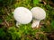 Warted puffball in Slovakia forest