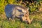 A Warthog in Addo Elephant National Park