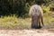 Warthog in the Addo Elephant National Park, near Port Elizabeth, South africa