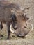 Warthog at Addo Elephant Park