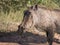 Warthog adult standing looking at camera