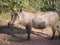 Warthog adult standing looking at the camera