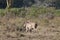 Warthog in Africa game national park