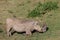 Warthog in Africa game national park