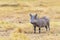 Warthog in Africa Looking at Camera