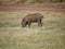 Warthog in Africa safari Tarangiri-Ngorongoro