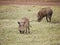 Warthog in Africa safari Tarangiri-Ngorongoro