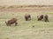 Warthog in Africa safari Tarangiri-Ngorongoro