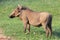 Warthog African mammal