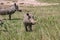 Warthog, African wild pig in savannah in Africa, in national park for animal preservation