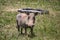 Warthog, African wild pig in savannah in Africa, in national park for animal preservation