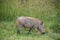 Warthog, African wild pig in savannah in Africa, in national park for animal preservation