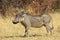 Warthog - African Wildlife Background - Posing Pride and Power