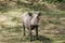 Warthog animal in Africa wildlife