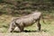 Warthog animal in Africa wildlife